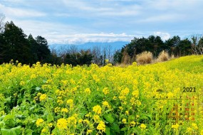 2021年4月清新护眼桌面日历壁纸