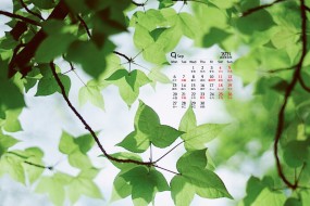 2021年9月夏日草地绿叶护眼桌面日历壁纸