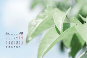 2022年4月护眼绿植风景桌面日历壁纸