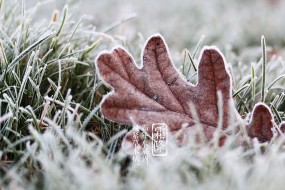 霜降节气图片高清桌面壁纸