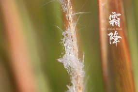 节气霜降清新绿植美景图片壁纸