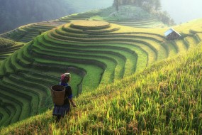 绿色梯田护眼风景壁纸