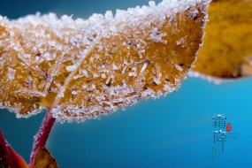 传统节气霜降之霜花图片桌面壁纸