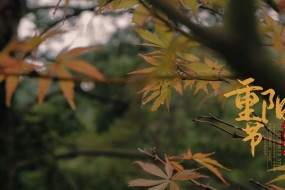 九九重阳节枫叶秋景图片壁纸