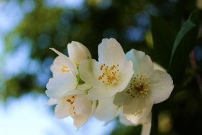 白色茉莉花图片桌面壁纸