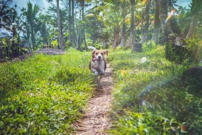 奔跑的米格鲁猎兔犬图片壁纸