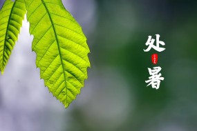 24节气之处暑电脑壁纸图片