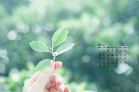 2021年6月小清新绿植花卉桌面日历壁纸