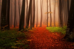 红叶满地的秋天树林图片壁纸