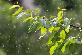 倾盆大雨唯美图片桌面壁纸