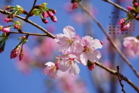 2021年4月樱花图片桌面日历壁纸