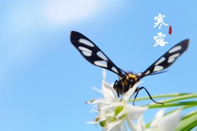 24节气寒露唯美图片桌面壁纸