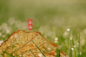 小清新24节气谷雨图片桌面壁纸