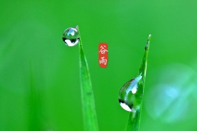 谷雨二十四节气高清图片桌面壁纸