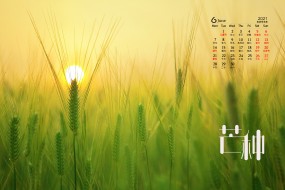 2021年6月芒种桌面日历壁纸图片