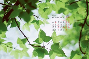 2022年4月夏日草地绿叶护眼桌面日历壁纸