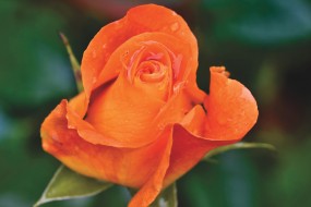 高清橙色玫瑰花图片桌面壁纸