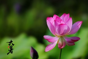 节气大暑之荷花美景图片桌面壁纸